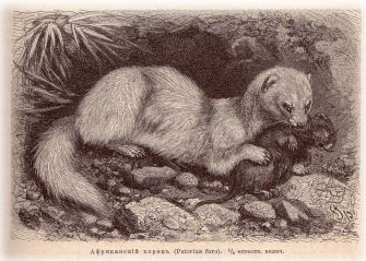 russian ferret