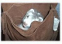 silvermitt ferret