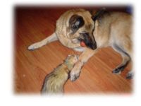 ferret and dog