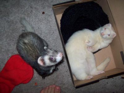 all-about-my-history-as-a-pet-of-ferrets-21488246