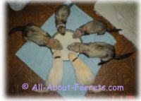 ferrets eating