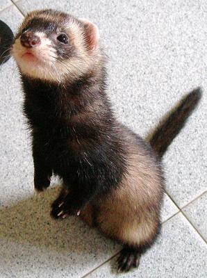 catch-that-ferret-21296543