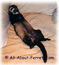 old ferret