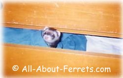 male ferret