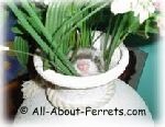 ferret as a pet