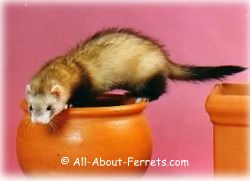 young ferret