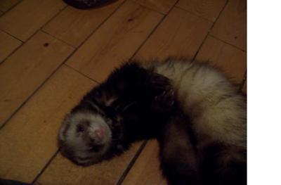 Grace the ferret