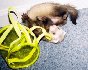 Hazel playing with her purse.