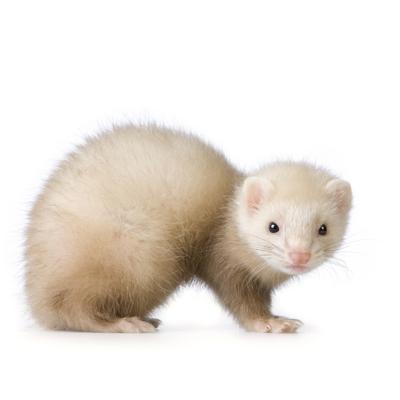 hoping-for-a-ferret-21296366
