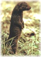 mongoose