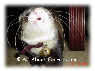 female ferret