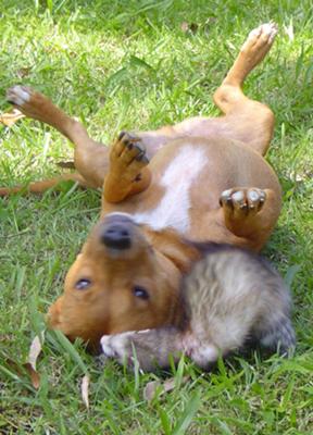 Woody and Boo enjoying a roll in the grass together - best friends ; )