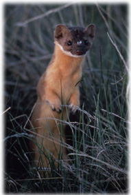 Long tailed weasel