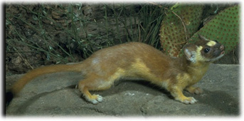 Mustela frenata