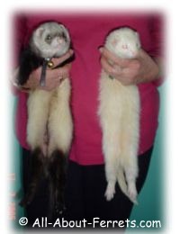 boy and girl ferret