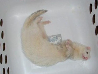 my-ferret-george-21296591