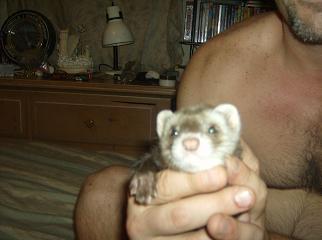 our-ferret-princess-21296713