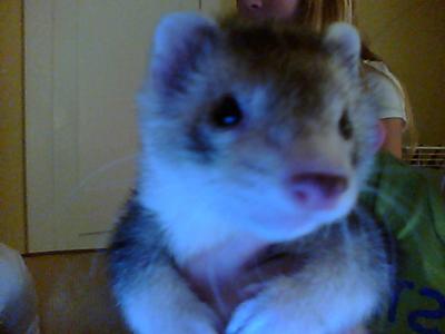 House ferret hot sale