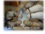 what do ferrets eat