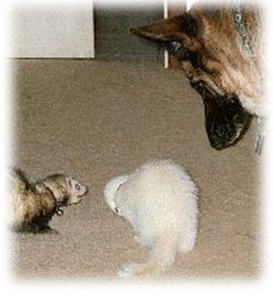 ferrets and dog