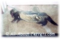 snoopy ferret