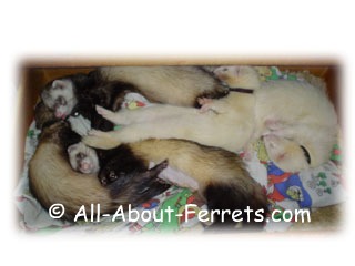 choice of ferrets